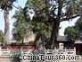 Han Dynasty Cypress Courtyard