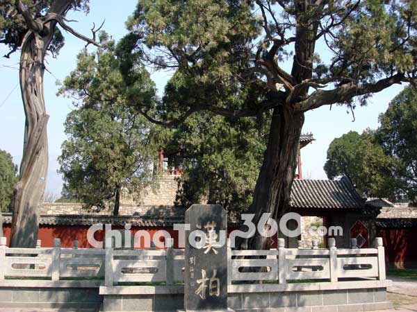 Han Dynasty Cypress Courtyard