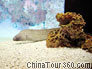 The eel in Shanghai Ocean Aquarium
