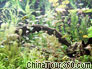 Various kinds of fish and green seaweeds