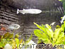 Fish of South America in Shanghai Ocean Aquarium