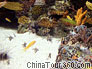 Coral reef fish in Shanghai Ocean Aquarium