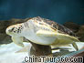 A turtle in Shanghai Ocean Aquarium