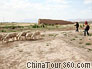 sheep pasturing aside Shandan Great Wall