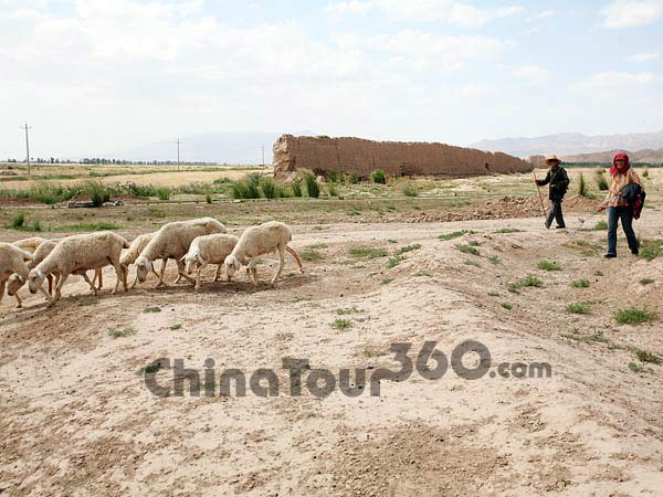 sheep pasturing aside Shandan Great Wall
