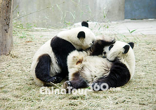 Giant Pandas in Wolong