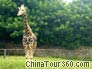 A Giraffe, Chongqing Zoo