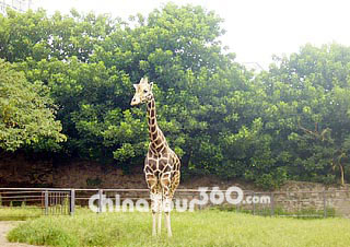 Summer, Chongqing Zoo