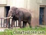 An Elephant, Chongqing Zoo