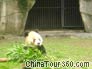 A Baby Panda in Chongqing Zoo