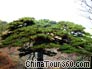 A Guest-greeting Pine in Mount Huangshan