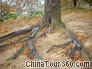 Huge Roots of the Huangshan Pines
