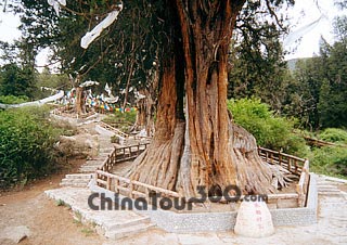 The First Cypress of the World