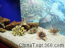 Fish in Coastal Zone of Shanghai Ocean Aquarium 