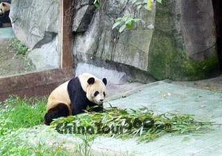 A Lovely Panda in Chongqing Zoo