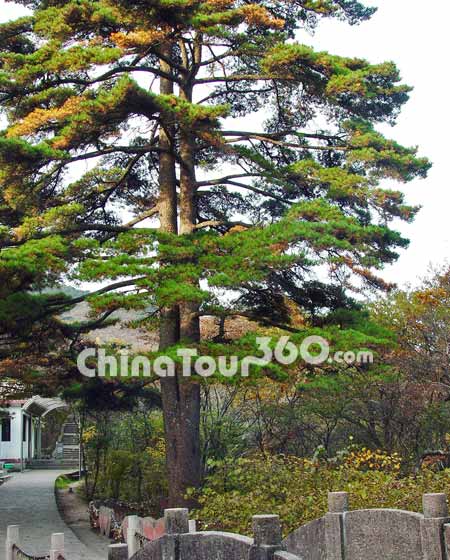 Pines in Huangshan Mountain
