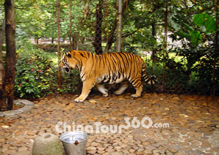 A Tiger in Seven Star Park