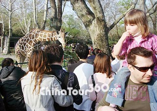 Tour in Shanghai Wild Animal Zoo