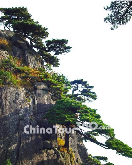 Pines Growing in the Rocks of Mount Huangshan
