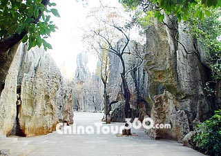 A Path in the Stone Forest
