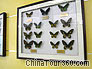 Specimens of all kinds of Butterflies