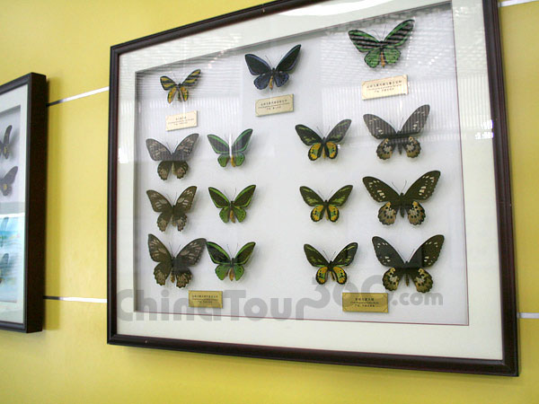 Specimens of all kinds of Butterflies
